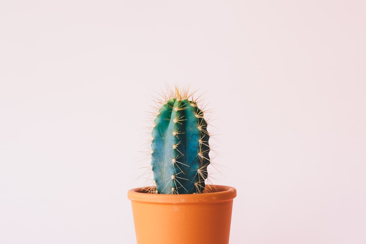 House Showpiece Plant — angle 2