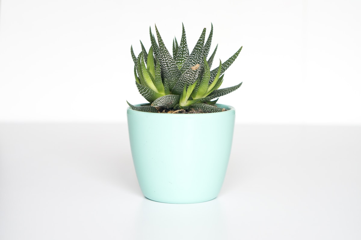 House Showpiece Plant